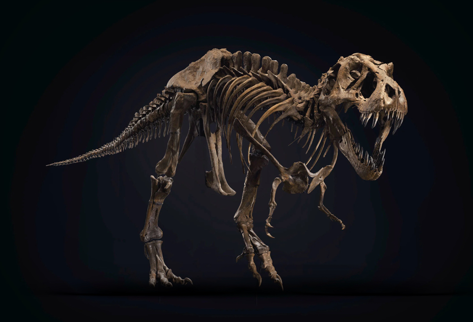 Esqueleto Stan T-rex Skeleton | Image